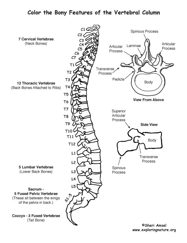 Vertebral Column Coloring Page