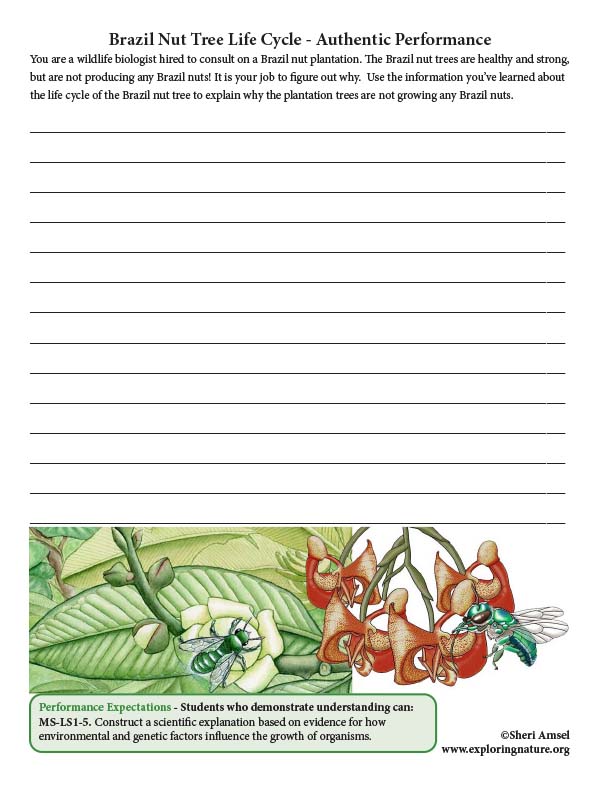 Brazil Nut Tree Life Cycle - Authentic Performance
