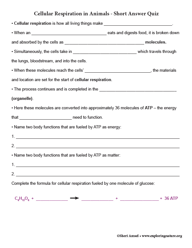 Cellular Respiration quiz
