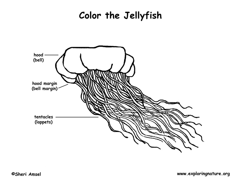 Jellyfish Coloring Page