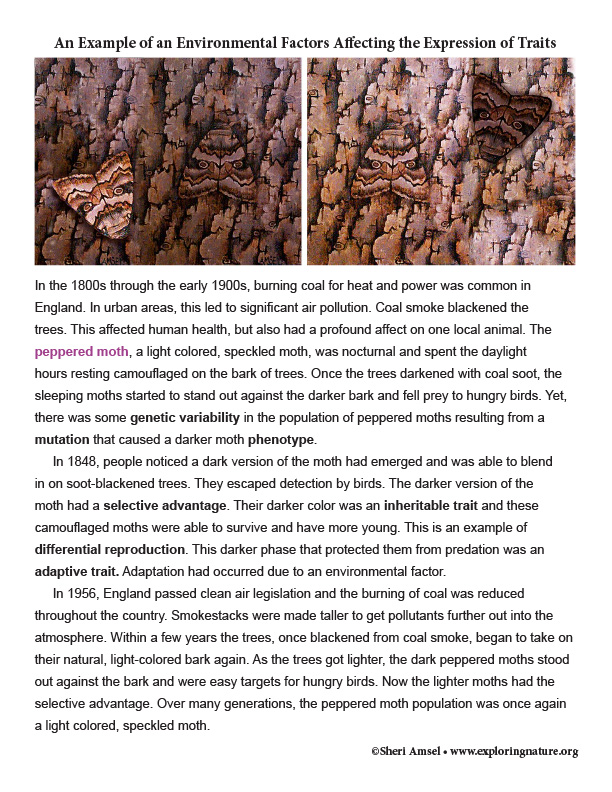 Genetic and Environmental Factors Affecting the Expression of Traits in the Peppered Moth