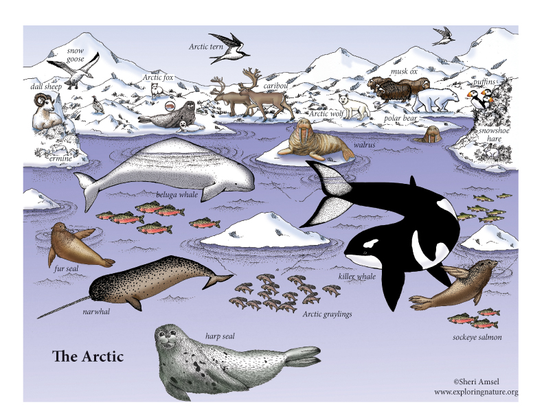 Arctic poster 