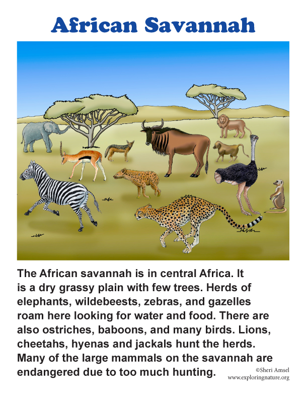African Savannah Poster