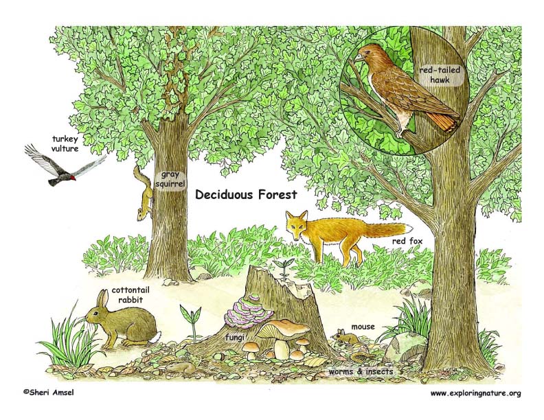 Deciduous Forest
