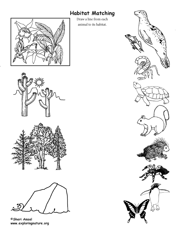 Animal habitat Matching (Black and White)
