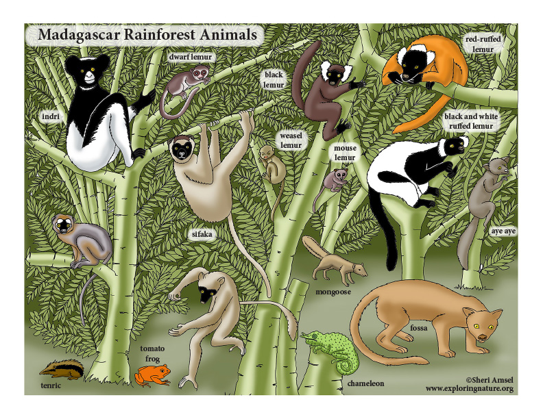The Rainforest of Madagascar