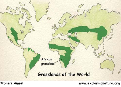 The African Veldt and Savannah