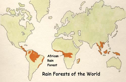 The African Rainforest