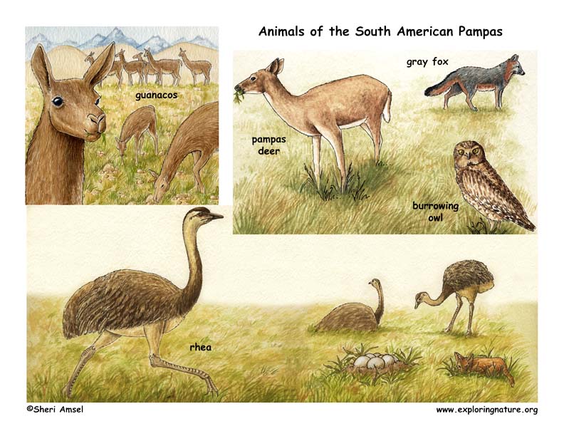 The Pampas of South America
