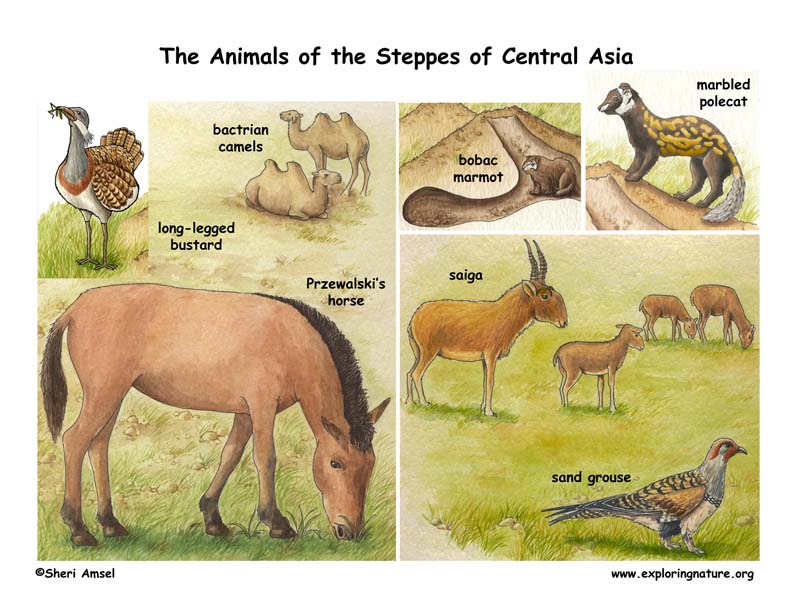 The Steppes of Central Asia