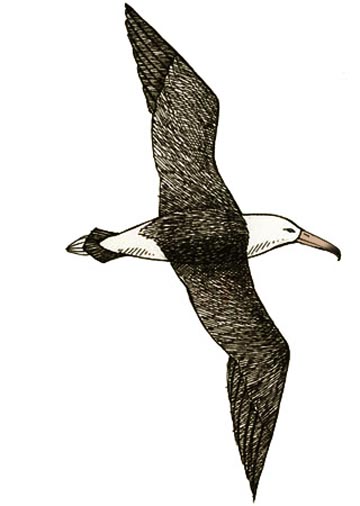 Albatross (Laysan)