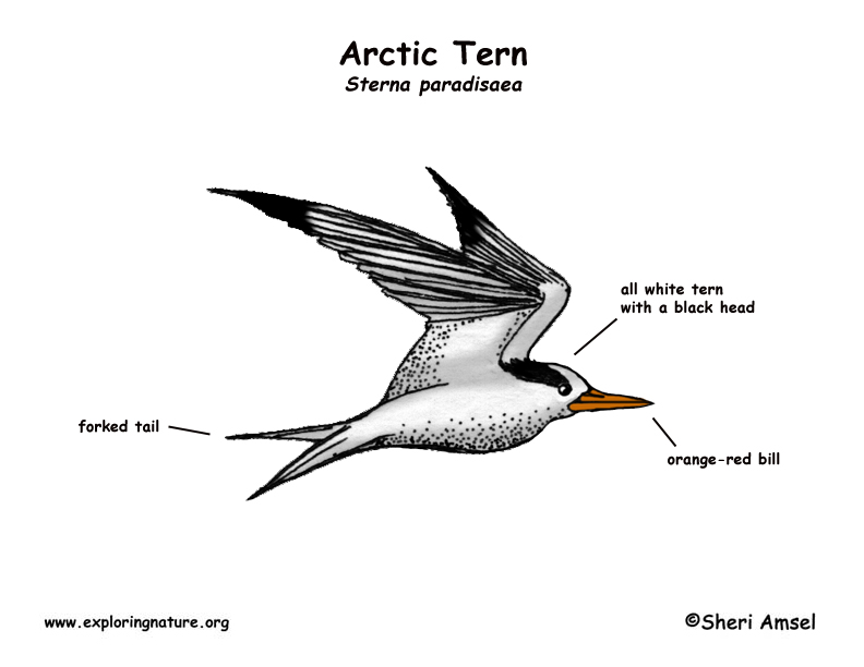 Tern (Arctic)