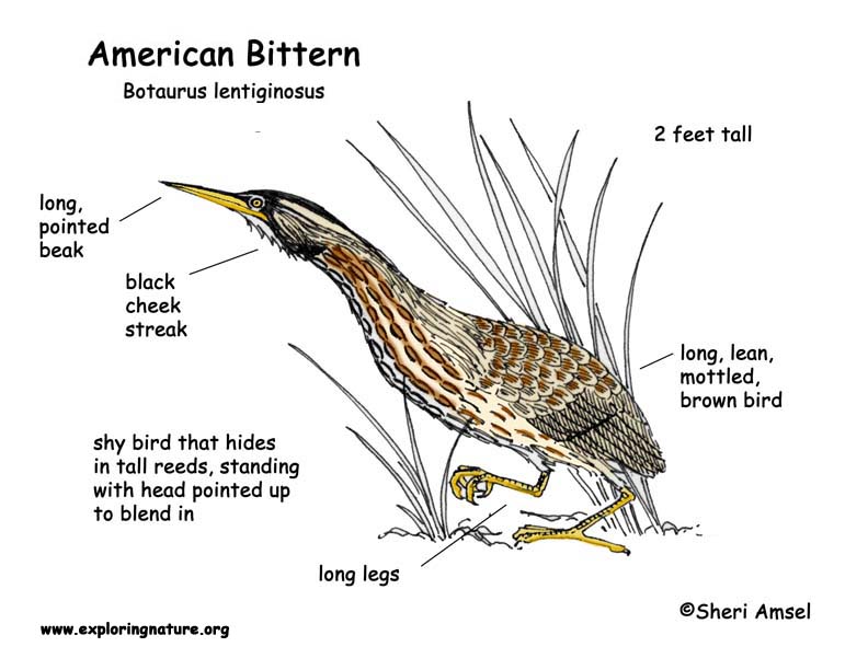 Bittern (American)