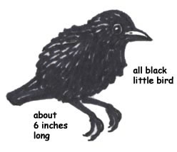 Black Robin