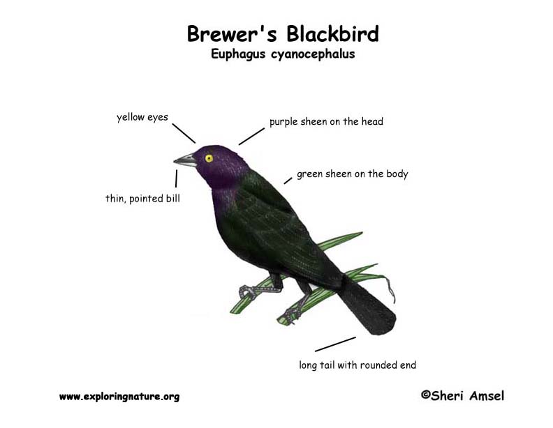 Blackbird (Brewer's)