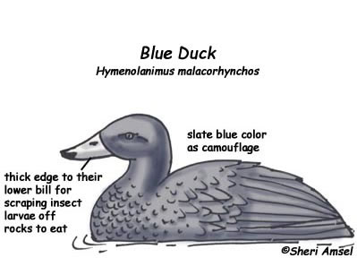 Duck (Blue)