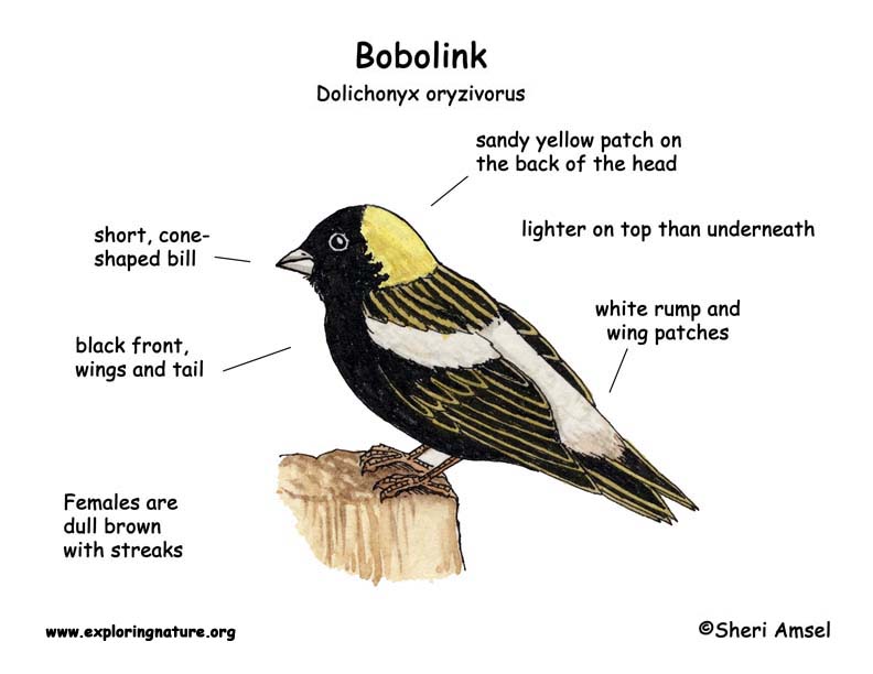 Bobolink