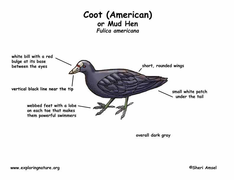 Coot (American) or Mud Hen
