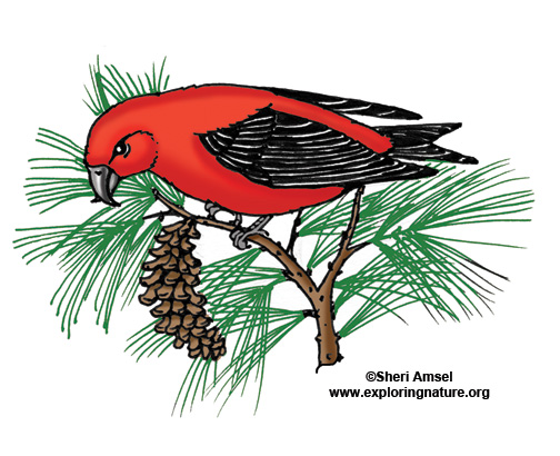 Crossbill (Red)