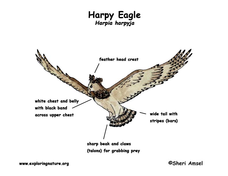 Eagle (Harpy)