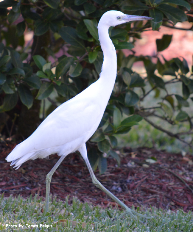 Egret (Snowy)