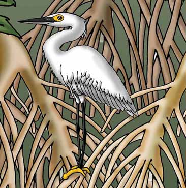 Egret (Snowy)