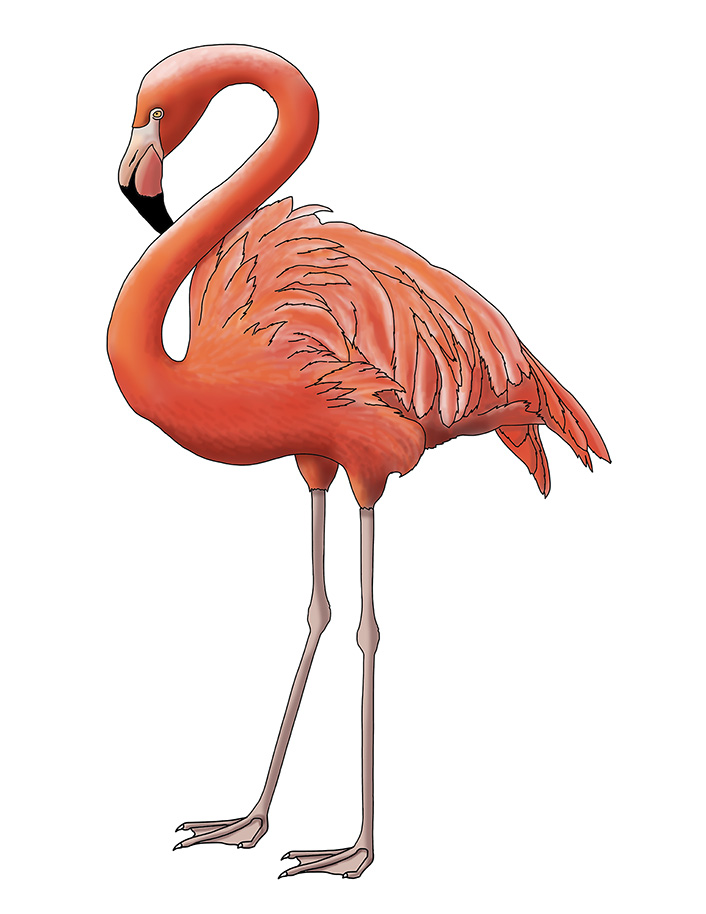 Flamingo