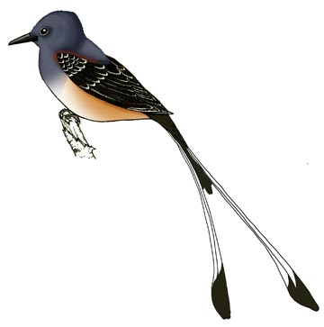 Flycatcher (Scissor-Tailed)
