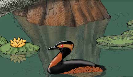 Grebe (Eared) or Black-necked Grebe