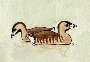 Grebe (Pied-billed)