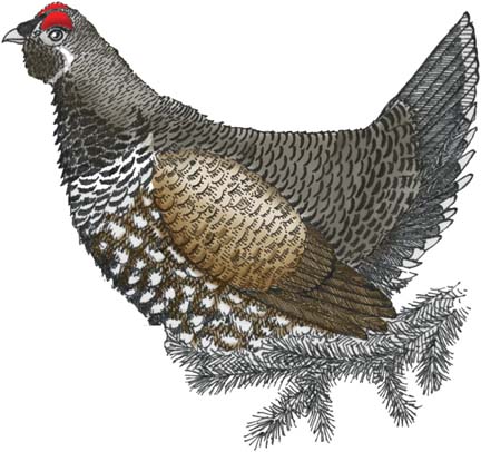 Grouse (Spruce)