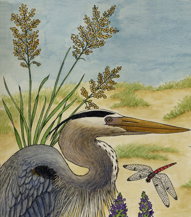 Heron (Great Blue)