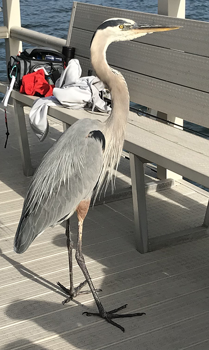 Heron (Great Blue)