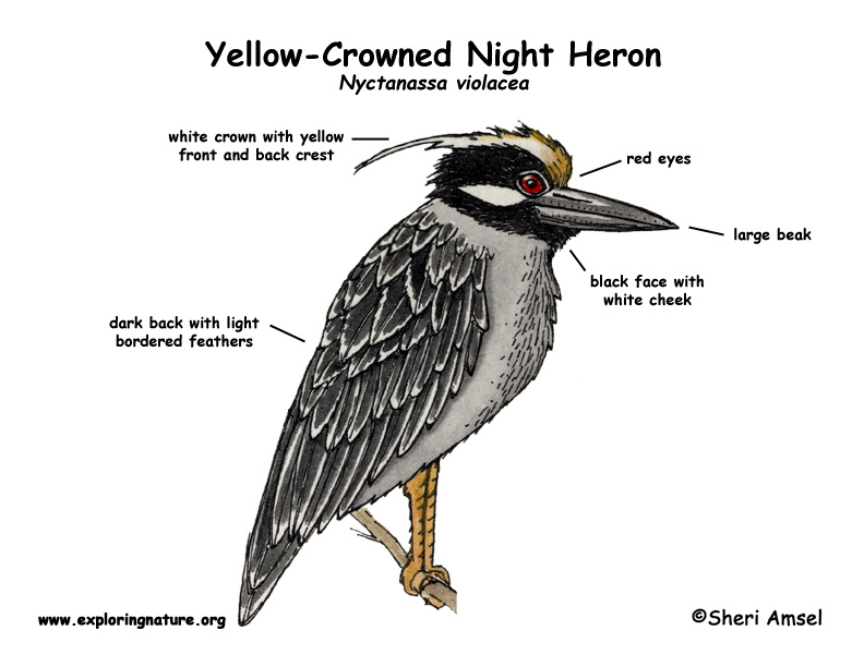 Heron (Yellow-Crowned Night)