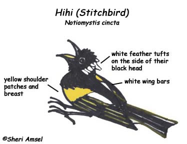 Hihi (Stitchbird)
