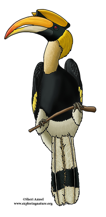 Hornbill (Great)
