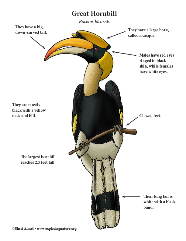 Hornbill (Great)