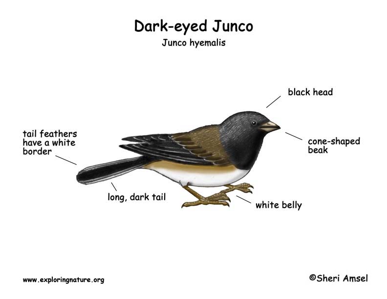 Junco (Dark-eyed)