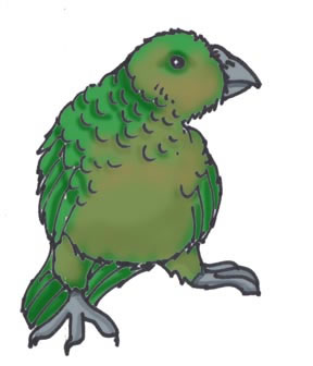 Kakapo (Night Parrot)