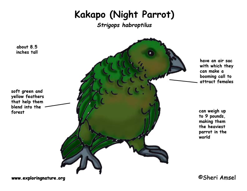 Kakapo (Night Parrot)