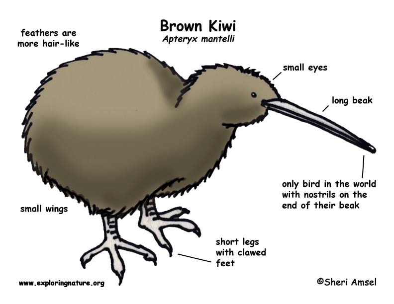 Kiwi (Brown)