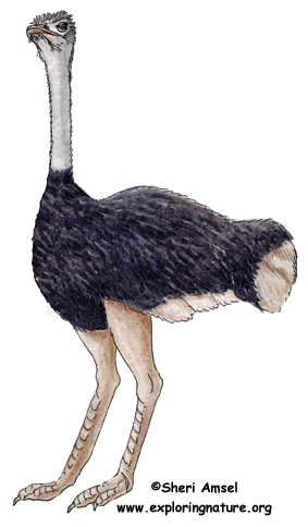 Ostrich