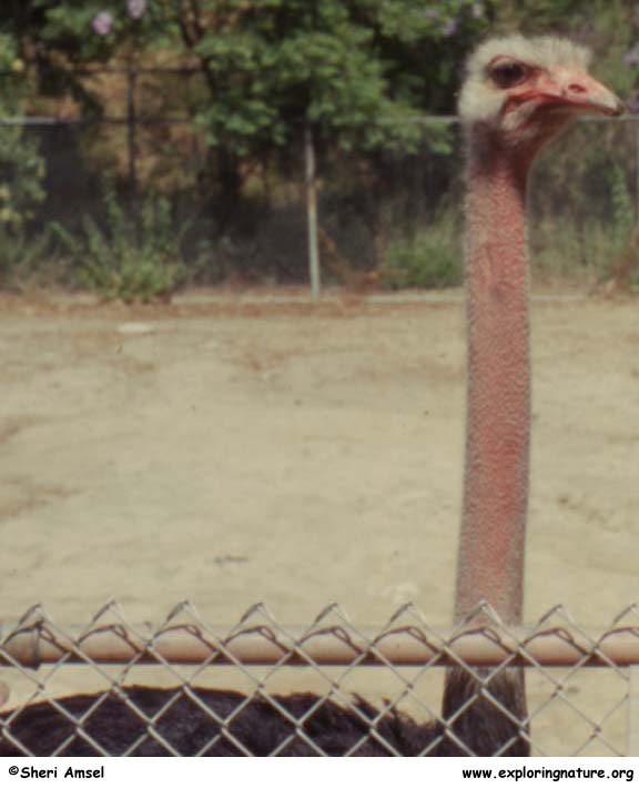 Ostrich