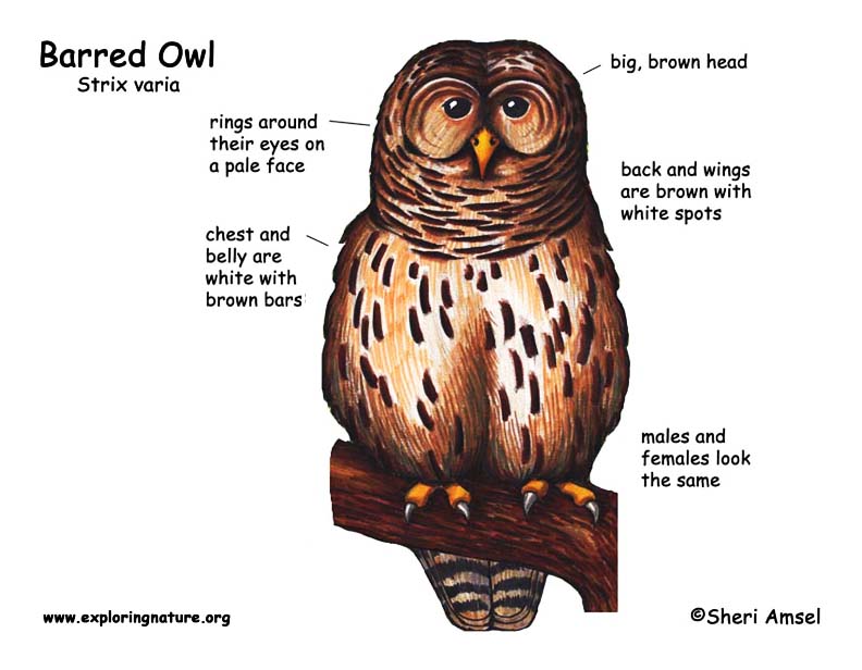 Owl (Barred)