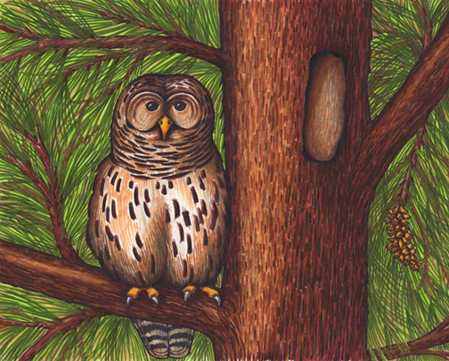Owl (Barred)