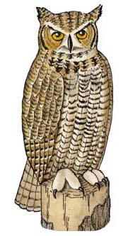 Owl (Great Horned)