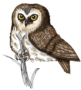 Owl (Saw-whet)