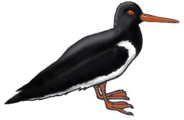 Oystercatcher (Chatham Island)