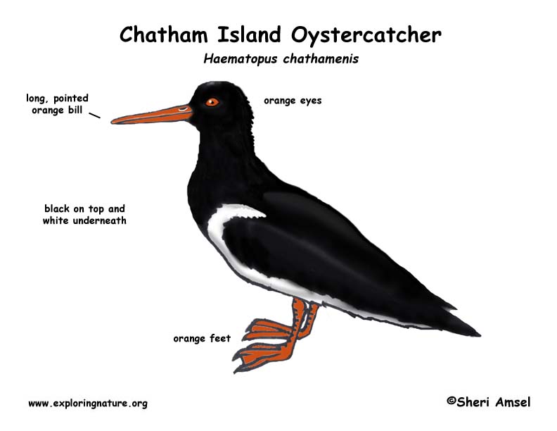 Oystercatcher (Chatham Island)