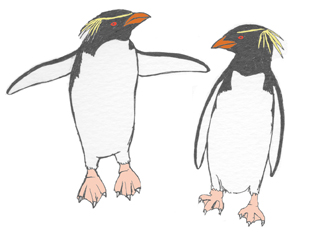 Penguin (Rockhopper)